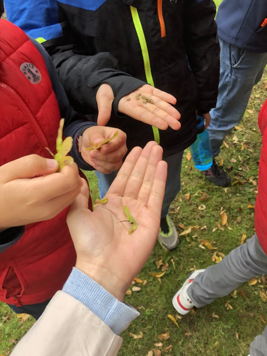 Hands-on learning about seed dispersal #year5biology #KIBS