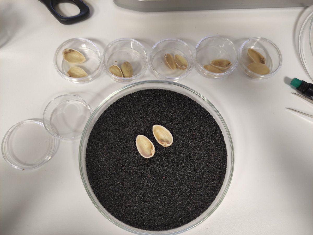 FEDD_MPI's tweet photo. Testing our hypothesis #pistachio #central_asia @robertnspengler @basira_mir @maddlesthegreat @Rita_DalMar @tanglisunshine https://t.co/tGqyuOWnMF
