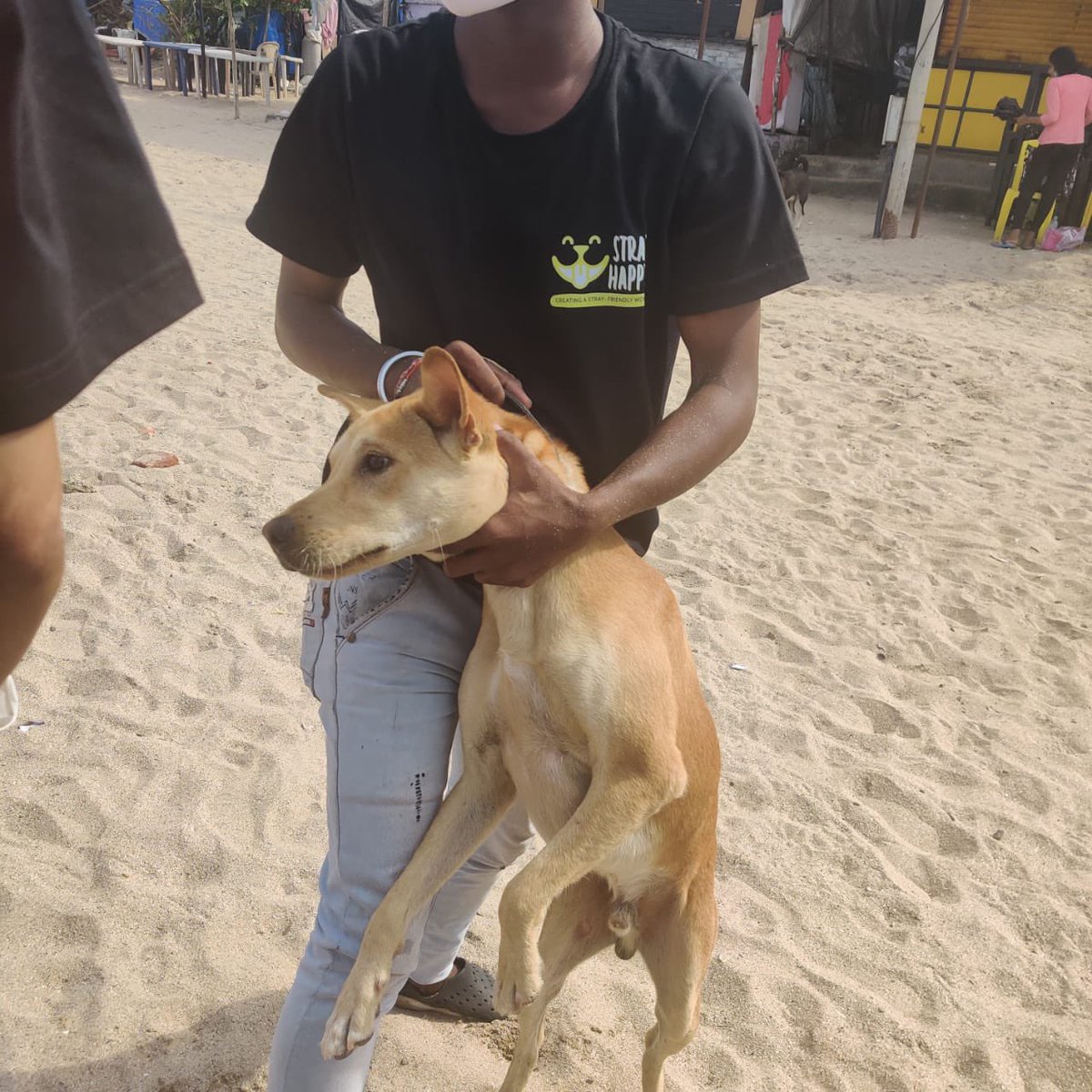 rohitkhilnani's tweet photo. This is amazing work @JvaJuhu @nidhic74
98 dogs and 25 cats were given 9 in 1 anti-rabies vaccination shots, deworming tablets, spot on for ticks & fleas, nails cutting along with putting a collar on in Juhu and areas around.
#animallover https://t.co/shAk1lPUJw