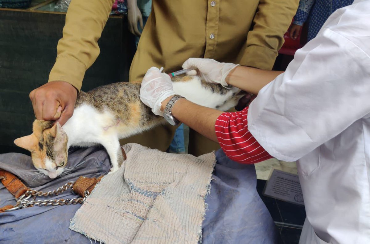 rohitkhilnani's tweet photo. This is amazing work @JvaJuhu @nidhic74
98 dogs and 25 cats were given 9 in 1 anti-rabies vaccination shots, deworming tablets, spot on for ticks & fleas, nails cutting along with putting a collar on in Juhu and areas around.
#animallover https://t.co/shAk1lPUJw