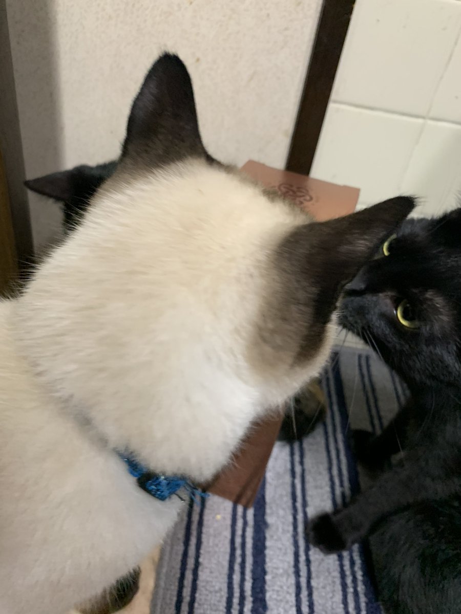 mecchao_ennyan's tweet photo. 猫 と ウイスキー🥰
デュワーズはボトルが可愛い💕
#Dewars
#aged12years
#TRUESCOTCH https://t.co/vPTMaUfmlq