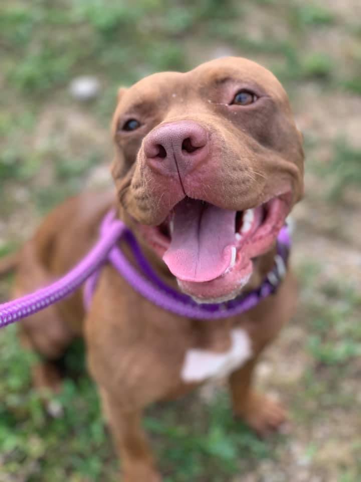 CityDogsCLE's tweet image. #TongueOutTuesday Angie is one sweet, happy, friendly girl who absolutely loves being with people! She likes sniffing &amp;amp; exploring on walks and is good on leash.Angie knows sit and paw and is gentle with treats. tinyurl.com/meetacitydog #adopt #citydog