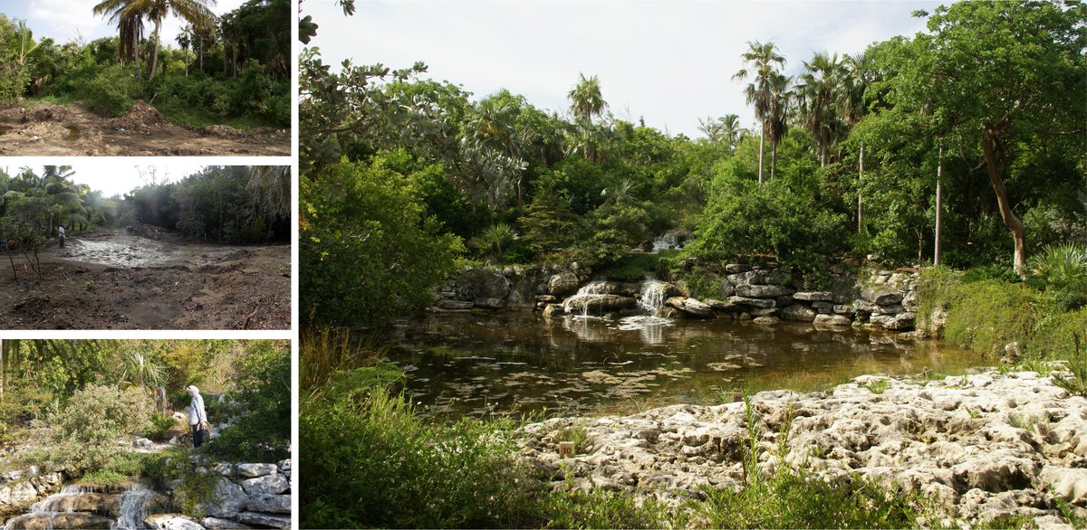 RaymondJungles's tweet photo. RJI wins 2021 @NationalASLA Design Award of Honor in the General Design Category for The Leon Levy Native Plant Preserve: A Showcase of Eleuthera’s History, Native Plants, and Their Medicinal Uses. 486 submissions, 40 award winners. Thank you! #leonlevynativeplantpreserve https://t.co/RKPoCwPLcA