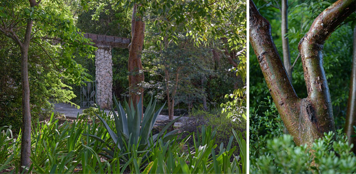 RJI wins 2021 <a href="/NationalASLA/">American Society of Landscape Architects</a> Design Award of Honor in the General Design Category for The Leon Levy Native Plant Preserve: A Showcase of Eleuthera’s History, Native Plants, and Their Medicinal Uses. 486 submissions, 40 award winners. Thank you! #leonlevynativeplantpreserve