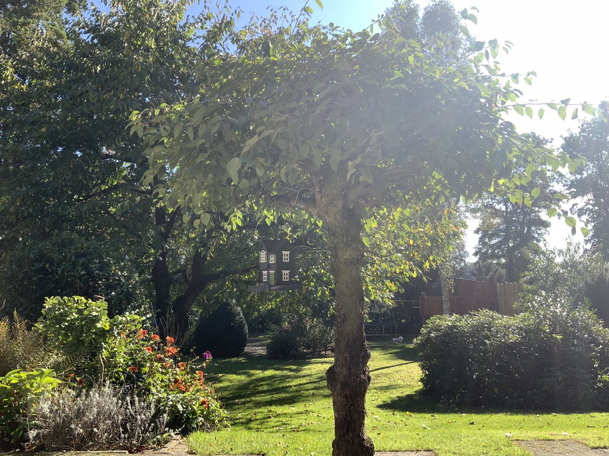 belden_trixi's tweet photo. Heute morgen kam irgendwas im Radio über eine Schlechtwetterfront.
Genieße darum jetzt noch ein bisschen Herbstsonne.
#coffebreak
#cakeinthemaking
#Autumnvibes https://t.co/PqNyJWYUd3