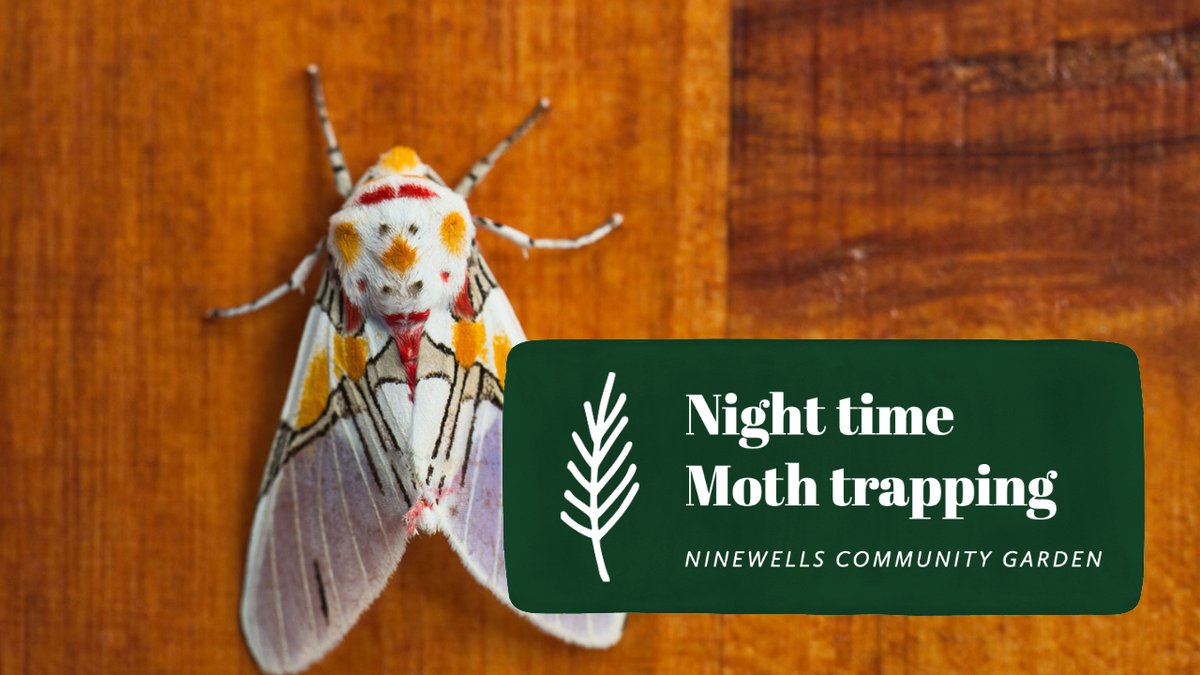 Night time moth trapping event. 
Join local moth expert David Lampard, County Moth Recorder, and Curator (Geology and Zoology) at The McManus, #Dundee, leading @NinewellsG's fourth Moth Night of the season

fb.me/e/MwgcKLWV

#Dundee #DundeeCOP26