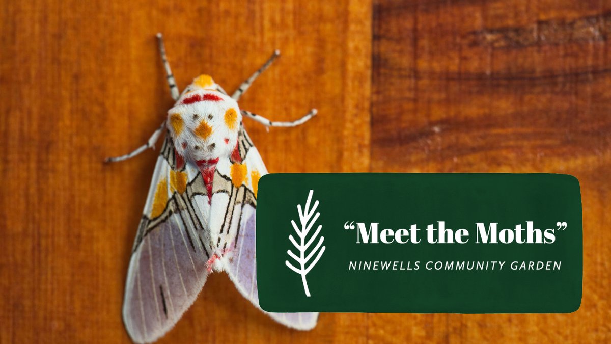 On FRIDAY 15th OCTOBER at 10:15am, the ‘big reveal’ will be held when the moth trap is opened and the moths carefully removed for identification before being released. Which species will be identified and how many this time? Come along and “Meet the Moths" fb.me/e/Lj2fvbN7