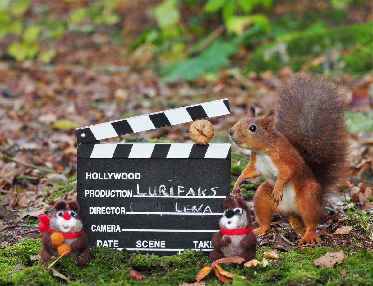 AndreassenLena's tweet photo. Lurifaks goes to Hollywood , 😂🌰😍
Jæren Norway 5/10 2021
@ThePhotoHour
#nutsaboutsquirrels
#squirrel
#Hollywood https://t.co/8YmxZ7P84c