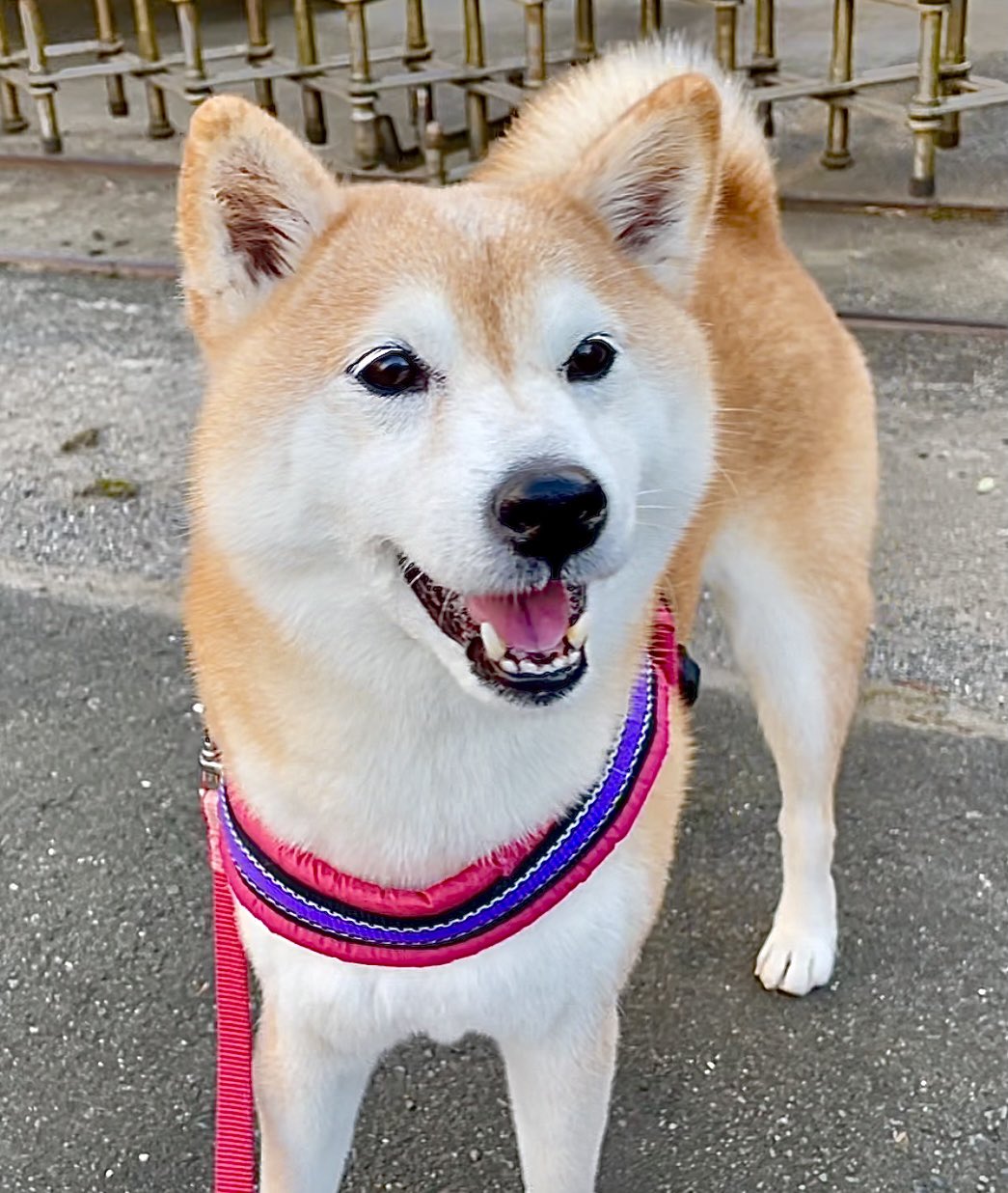 ワガママ柴犬あんず オヤツ無しでカメラを向けるとドナドナ顔もしくは目線を外すのがポリシーのお犬様 この 2 3日はオヤツも無いのにこの笑顔 どうした あんず 大丈夫かい T Co 1xttnheqxn Twitter