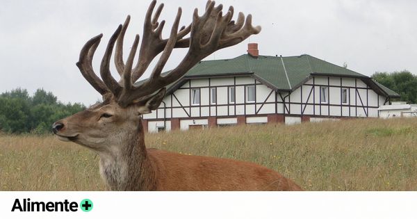 escuelaMTC's tweet photo. 🦌 La cuerna de ciervo se cae y crece a un ritmo de un centímetro al día, crece más rápido que el cáncer.
👉 https://t.co/UfPmYhO8jh
#TerapiasNaturales #FitoterapiaChina #Acupuntura #Comunidad #ESMTC #Ciervo #Cuerna https://t.co/FLdR0Gnfce