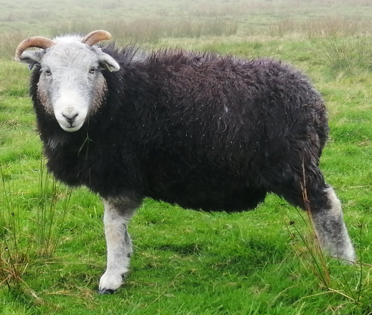 It's a grey wet day here on the farm. Newt taking it in his stride. Even though he has been sheared, he's retaining his beautiful dark woolly fleece for now, keeping the elements at bay... 
#herdwicks #wool #fleece #woolweek