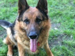 7 yr old Max is in #Cornwall he 
can live with older children as 
only pet, adopt him from 
<a href="/gsrescueelite/">German Shepherd Rescue Elite ( GSRE )</a> UK  #rehomehour