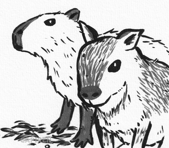 Capiren カピバラ と マーラ アナログでササっとイラストを描きたい時に 筆ペンを使うのが良いなと思うこの頃 T Co I5p7gph5eb Twitter