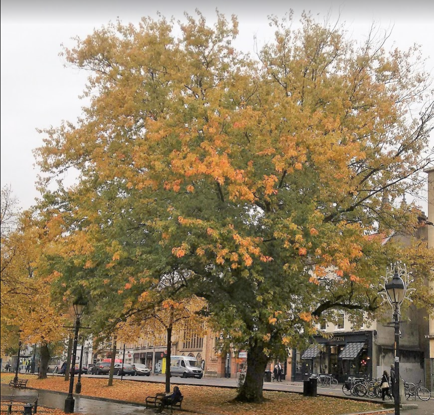 'The measure of any great civilization is its cities and a measure of a city's greatness is to be found in the quality of its public spaces, its parks and squares.'
- JOHN RUSKIN