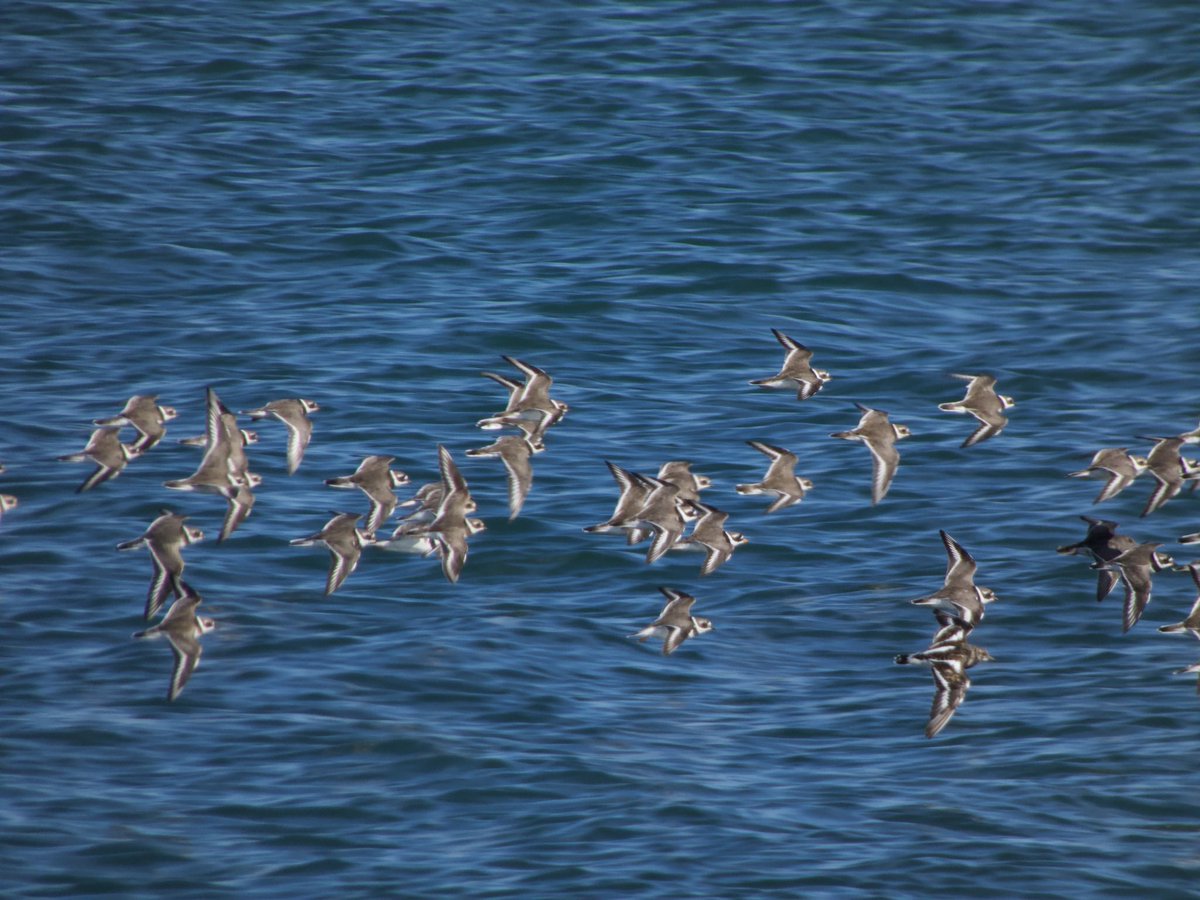 #RingedPlover #AmberConservationStatus I think a #PurpleSandpiper #RedConservationStatus and a #Turnstone #AmberConservationStatus is hiding in there with them. #Waders #birds #birdwatching #birdwatchireland  #TwitterNatureCommunity @BWIFingal