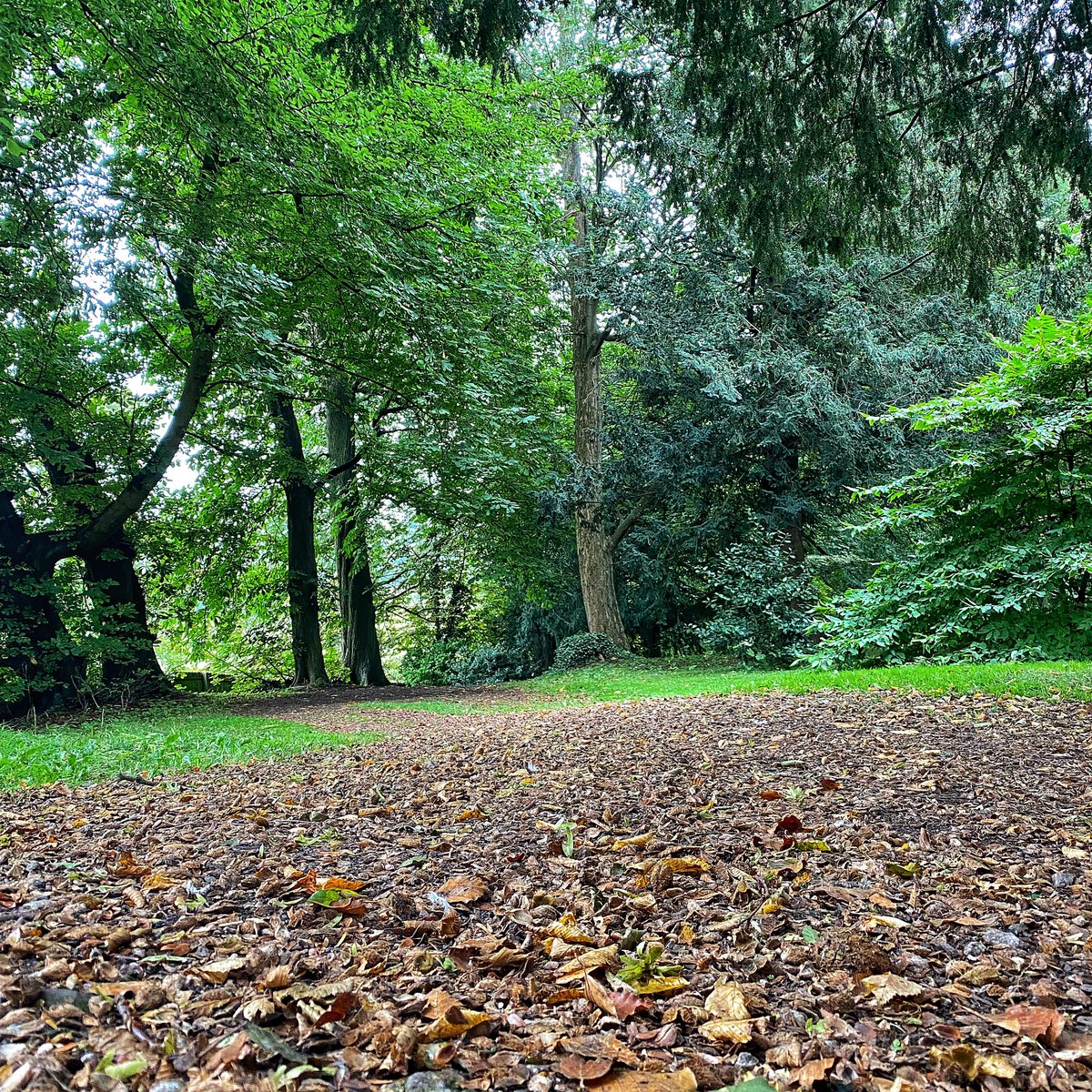 Falling into Autumn 🍂