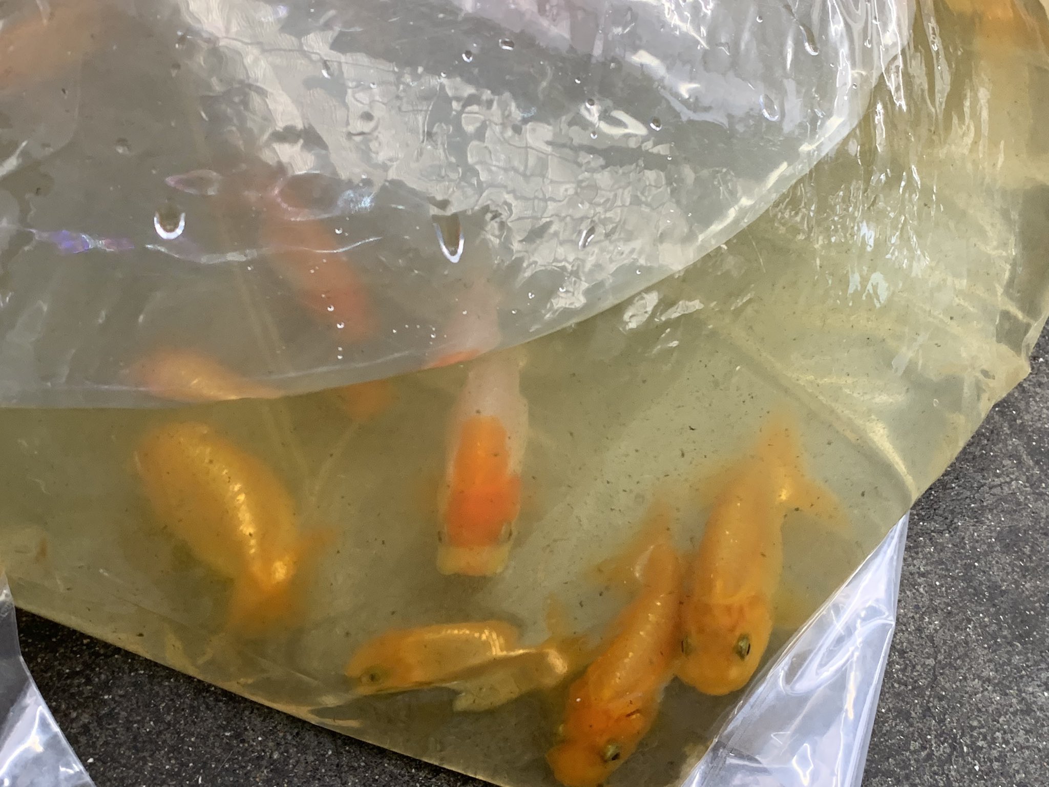 金魚の王様 Twitter Search Twitter