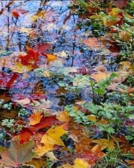 Color! What a deep and mysterious language. It is the language of dreams.
Paul Gauguin