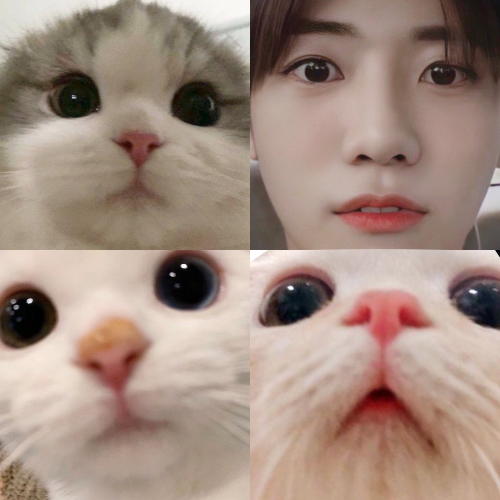 тrіρℓe ʲ ⁺◟✿ อุนยายมิ้วน้อย🐱ˎˊ˗ tweet media