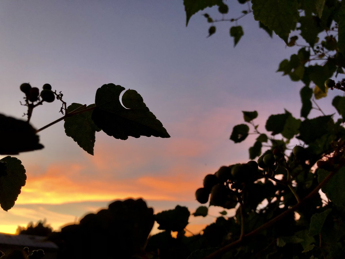 orange396600921's tweet photo. .
#イマソラ

季節外れの
暑さ…

体調気を付けて

優しい時間を…🌱 https://t.co/jHANaJwBsO