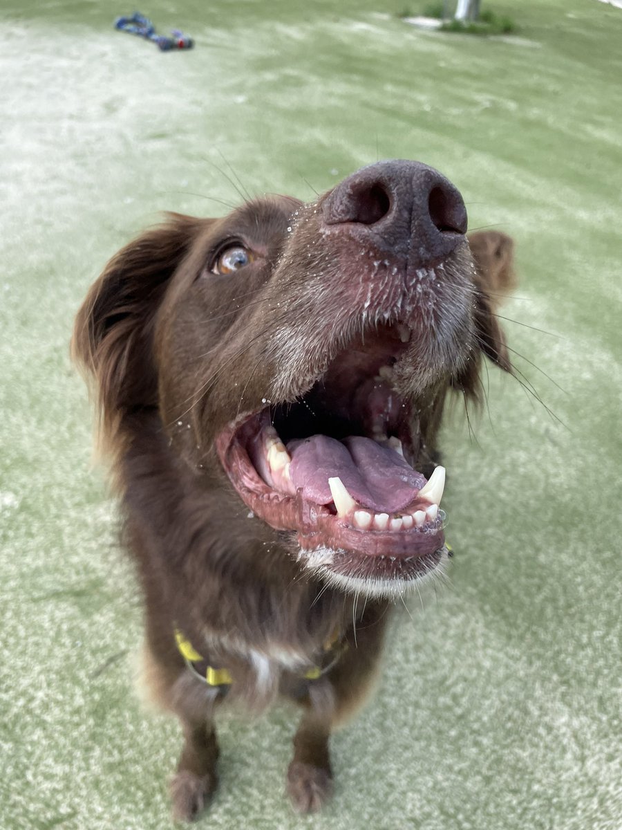 Rio representing the face of doggos everywhere when social apps went down last night… 🤪 #MoreTimeForPlaytime #SocialMediaDown

Keep an eye on our website as she’ll be looking for her forever home soon. 💛