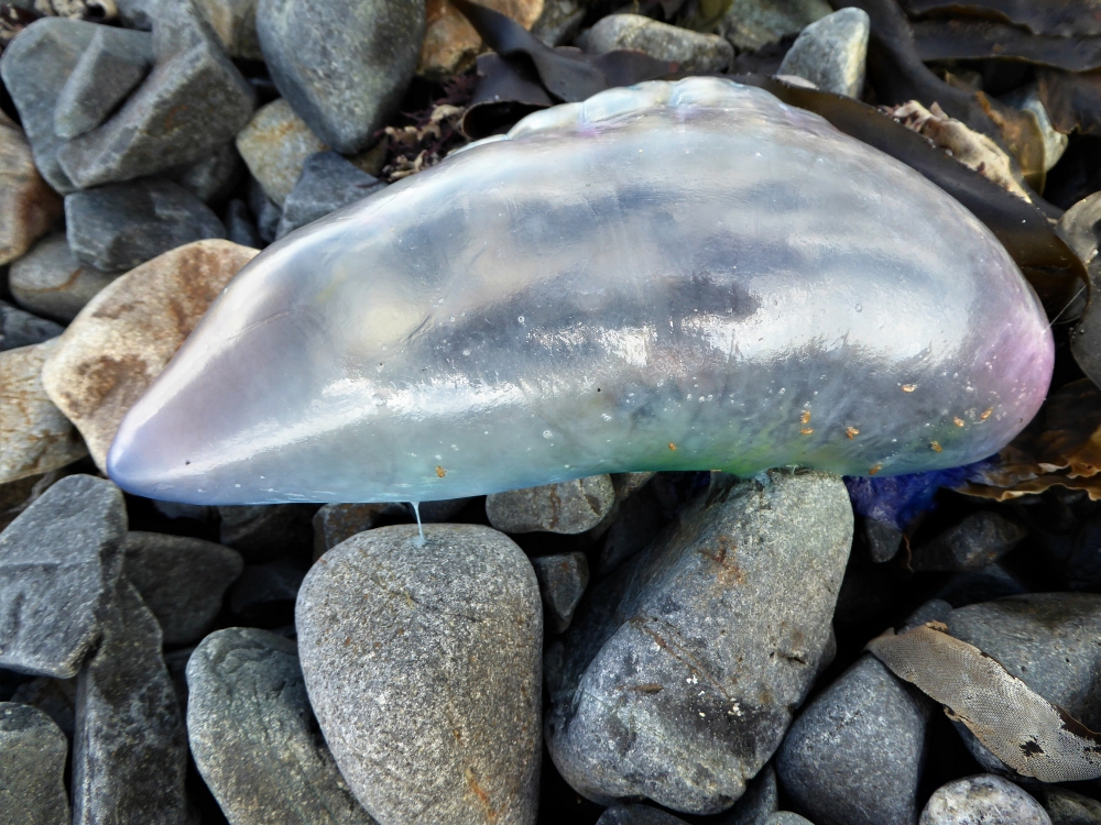 Our seasonal visitors are back! #PortugueseManoWar admire but DO NOT TOUCH &amp; report sightings to <a href="/mcsuk/">Marine Conservation Society</a> pse @CwallWildlife <a href="/YSbeachrangers/">Your Shore Beach Rangers</a> <a href="/BeachcombingBB/">BeachcombingBB</a>