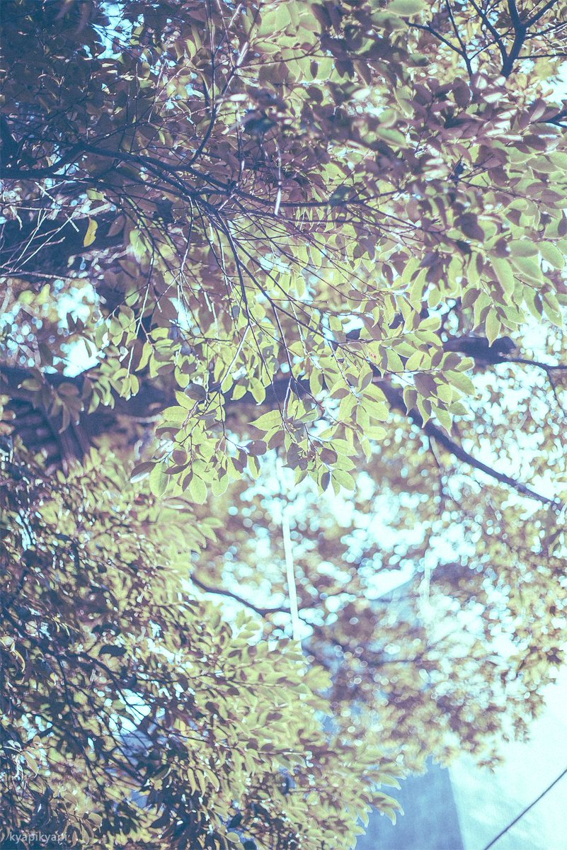 KyapiPhoto's tweet image. まぶしい日に

#photography
#PhotographyIsArt
#写真好きな人と繫がりたい
#写真撮ってる人と繋がりたい
#写真で伝える私の世界
#ファインダー越しの私の世界