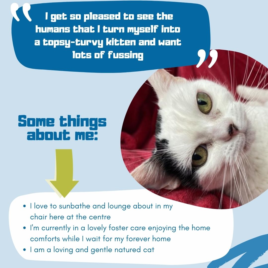 NAWT_updates's tweet photo. Poppy wishes everyone a happy Friday!
This sweet lady is our NAWT Clacton centre's longest resident in their cattery. 

Please read all about Poppy and see if you can give her a chance for a forever home! 
Contact our NAWT Clacton centre on 📞01255 860062

https://t.co/btLNXrz5v2 https://t.co/SZxcgYiRrT