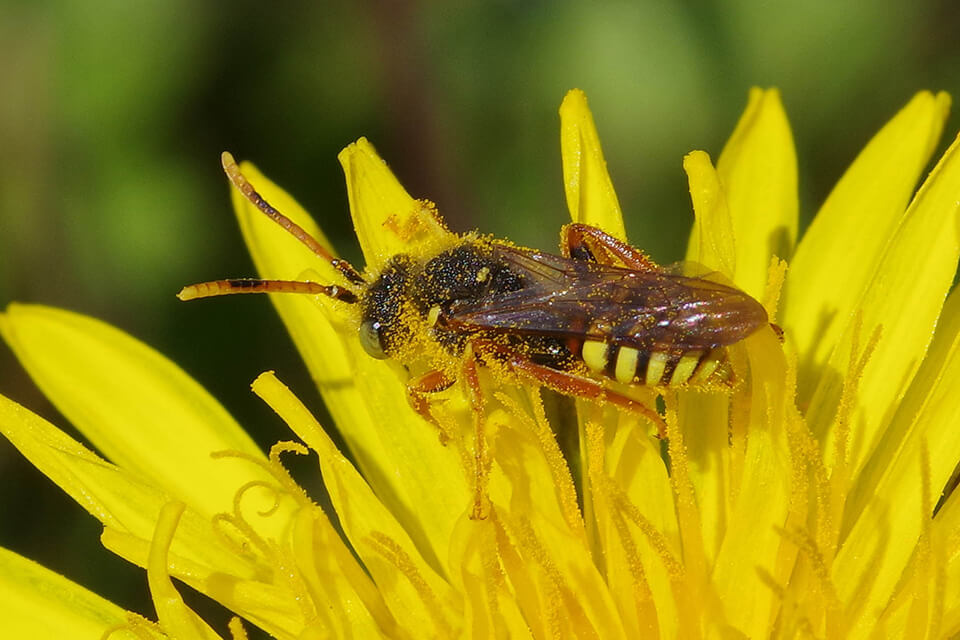 vildebier's tweet photo. The cuckoo bee, Nomada bifasciata, found in the spring on the island of Ærø, brings the Danish bee fauna up to 295 species. https://t.co/Q8aYQvztMp Photo © Ulla Friborg https://t.co/nLWpQuFJ8l