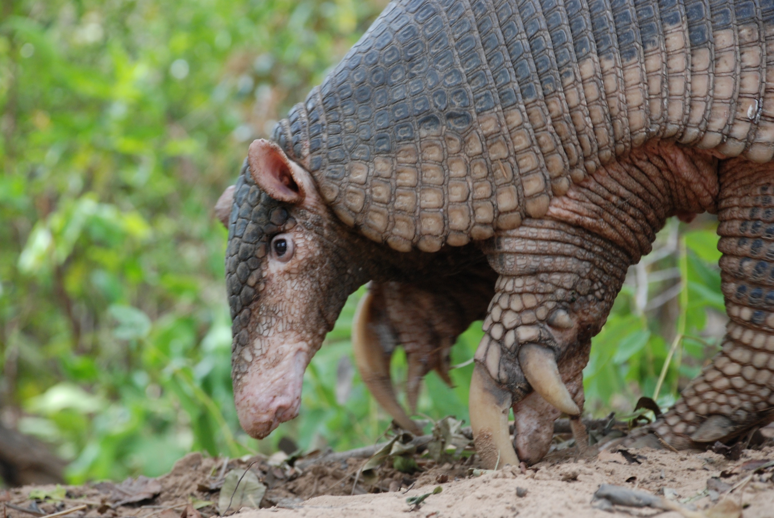 Icas - Wild Animal Conservation Institute on X: Giant Armadillos eat ants  and termites. To dig burrows or break termite mounts (which can be hard as  concrete), they have powerful legs and