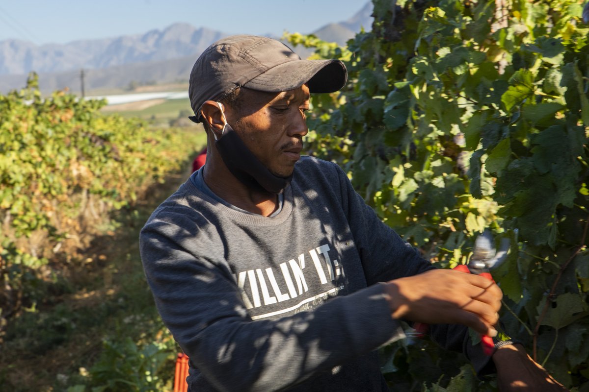 ConradieFamily's tweet photo. At Conradie Family Vineyards we keep true to our heritage with a small selection of crafted wines to ensure quality over quantity!🇿🇦🥂

Experience the taste of our heritage when you order ONLINE at: https://t.co/yqcdPBagXA 

#conradiefamilyvineyards #Heritage #wine #handpic ... https://t.co/G3MzTTwPvC