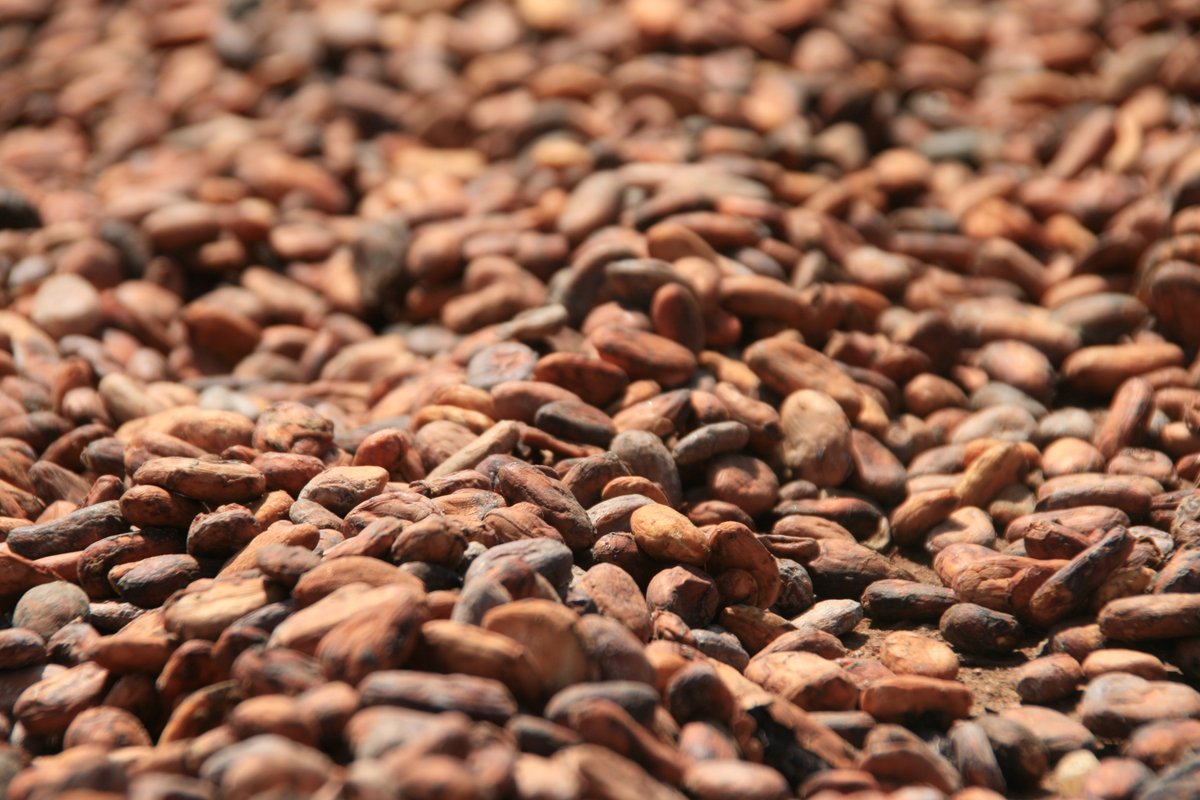 Tony's Chocolonely has called on key confectionery companies to match Fairtrade prices amid major sector farmgate payment cuts to Ivory Coast workers  <a href="/FairtradeUK/">Fairtrade Foundation</a>  <a href="/TonysChocoUK_IE/">Tony's Chocolonely UK & IRE</a> #confectionery #sustainability #Ivorycoast #confectioneryproudction...bit.ly/3FiFKTb