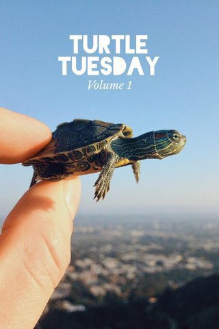 T U R T L E        T U E S D A Y