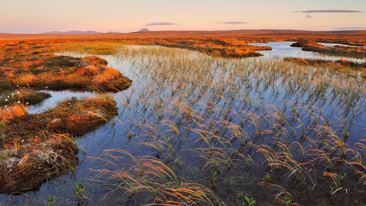 PeatlandACTION's tweet image. We're joining the @CMS_UHI #ChallengingUplandFutures forum today to agree priority actions to help ensure Scotland's uplands deliver a wide range of benefits for:

💚 #Peatlands
🍄 #ForNature
🌍 #ClimateEmergency 
👪 #TogetherForOurPlanet