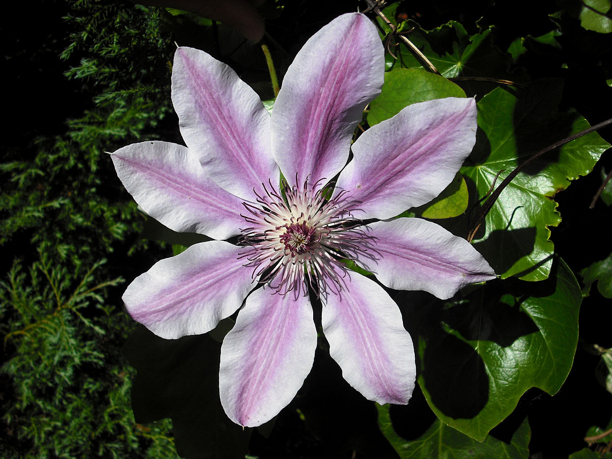 SohyunSpace's tweet photo. Clematis is a symbol of mental beauty an do choose this flower cause Sohyun is not only beautiful on the outside but also on the inside. 
#SsoPrettyFlower #OrisEvents 
#KimSoHyun #김소현 https://t.co/kSp41epLEL
