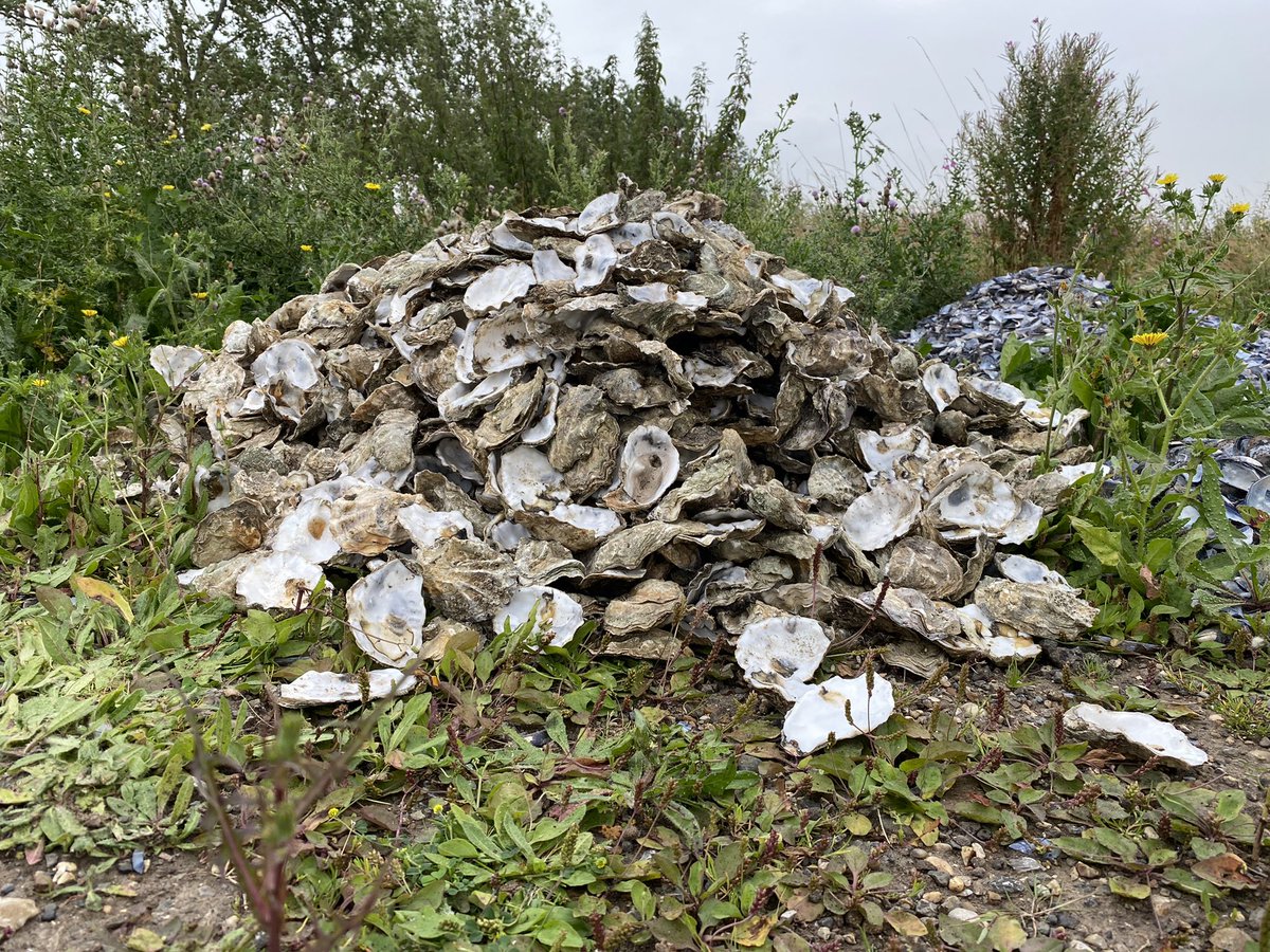 EssexOyster's tweet photo. The cultch mountain is growing! (Swipe to see what it looked like at the start!) We are now collecting waste shell from two Mersea Island restaurants, and itβs really starting to pile up. Thank you Seafood at Dawn for joining our #shellrecycling programme! https://t.co/W7qdwW5UTn