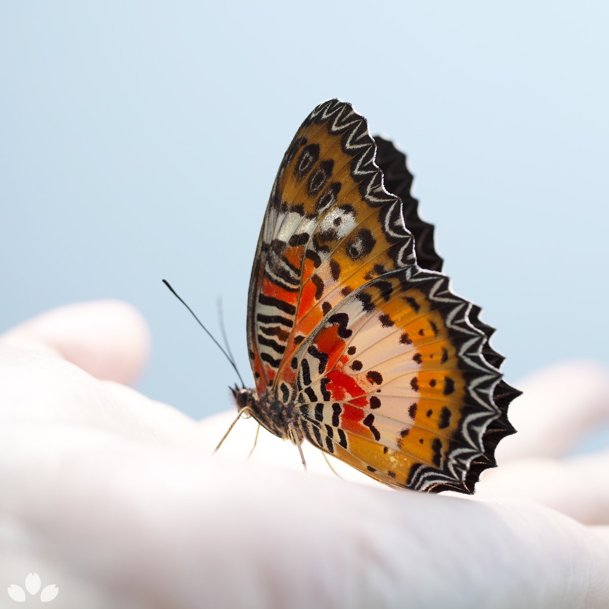 ট ইট র 山﨑 理 Osamu Yamazaki 立体標本 ハレギチョウ 和名が面白いです 晴着蝶 英語ではレースウィング Lace Wing Butterfly と言って やはり華やかな服を着ているように見えるんですね 主に東南アジアに棲んでいます Specimen Of Cethosia Hypsea