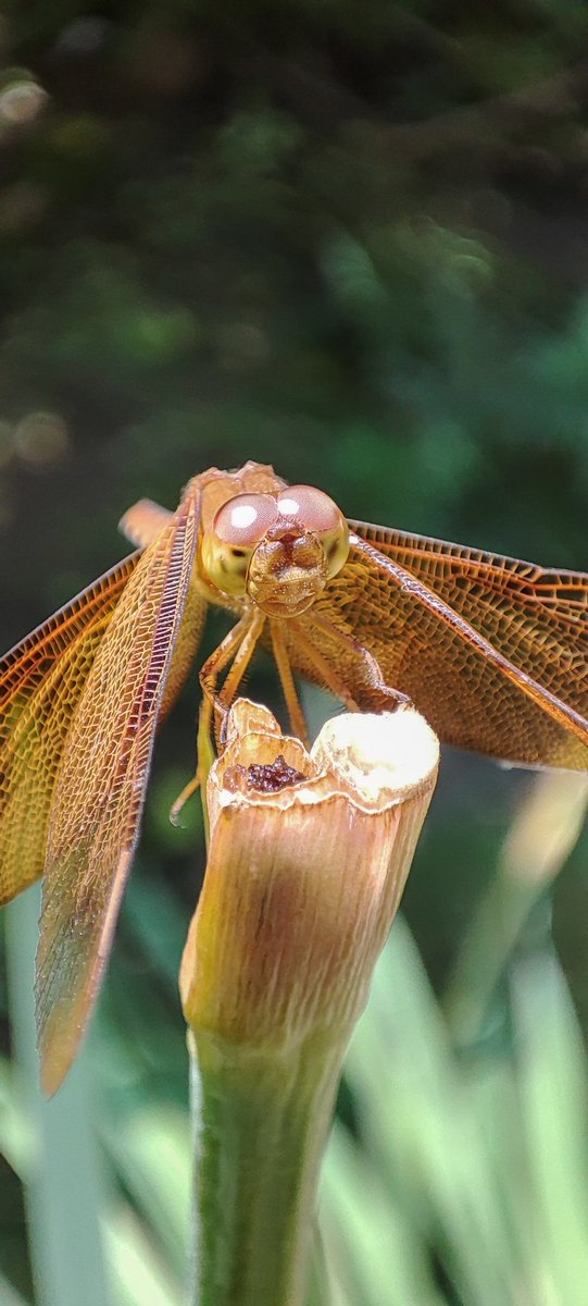 MrBikashGhimire's tweet photo. Let us celebrate insects too!
#dragonfly #insects #insectsoftwitter #supermacro #phonephotography #minote10pro @Xiaomi @XiaomiNepal https://t.co/VHetIEVw0D