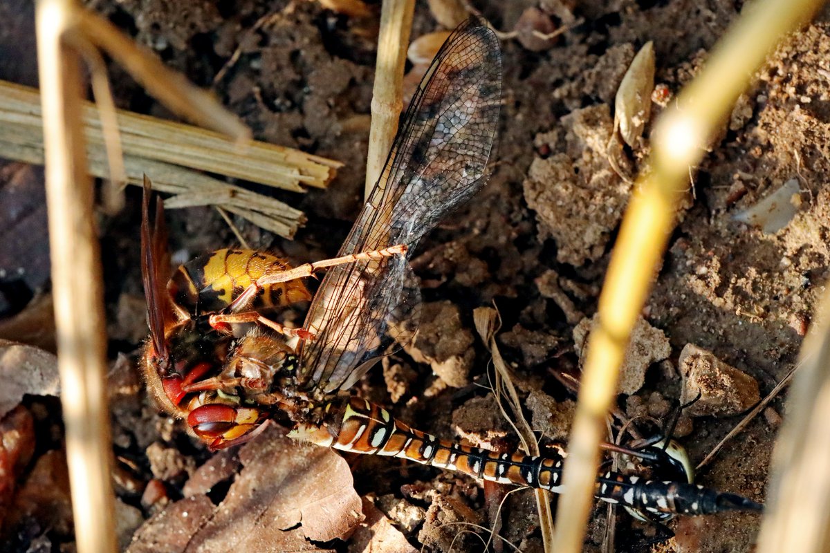 hIokksnkeuernts's tweet photo. Ungleicher Kampf der Giganten.
Hier hatte die Größere, eine Herbst-#Mosaikjungfer (#Aeshna mixta) gegen die #Hornisse (#Vespa crabro) keine Chance.

#dragonflys #natur #artenvielfalt #naturfoto #nature #insekten #tierfotos #artenvielfalt #Odonata #Libellen #TwitterNatureCommunity https://t.co/zUrvfRYIOv