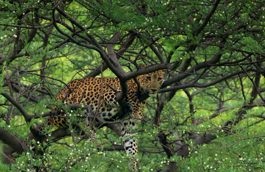 Tree-mendous! 🐆🌳 #Photoftheweek captured by #SaevusGalleryMember Soham Chakraborty at Jhalana Leopard Conservation Reserve. #leopard #jhalana #jhalanaleopardsafari #wildlifephotography