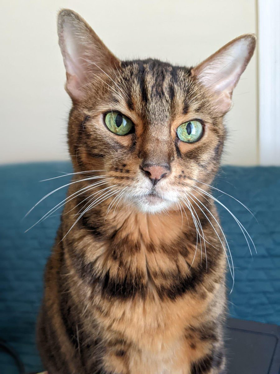18 years of beauty in those eyes, happy one year Maya. We are happy to have you.
Author: u/three_littlebirds_
reddit.com/r/cats/comment…
via r/cats