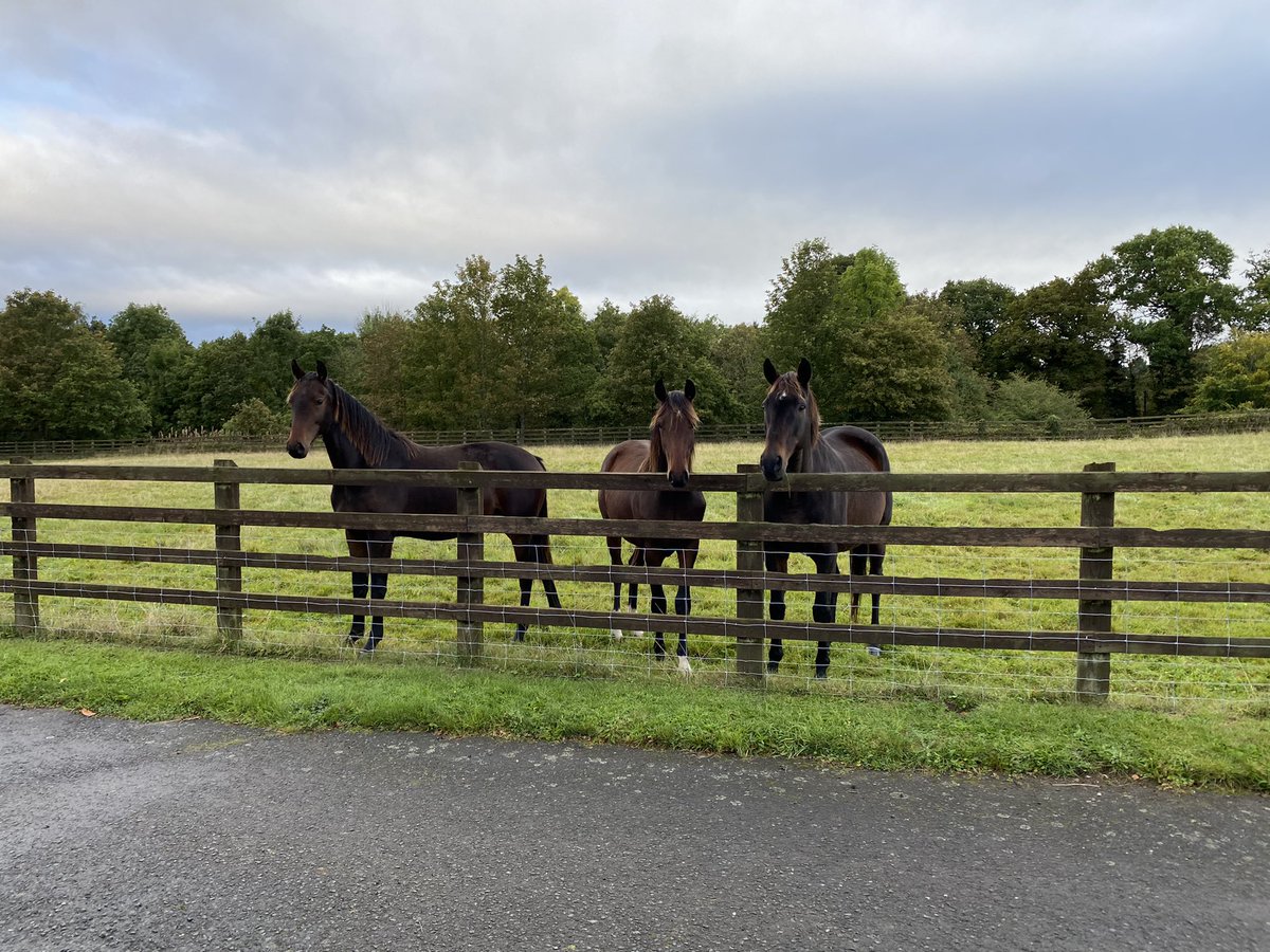 Azertyuiop a@d his 2 young friends . Now 24yrs old and still looking great . @PFNicholls @Harry05Derham #championchase #Arkle #Cheltenham #cheltenhamracecourse