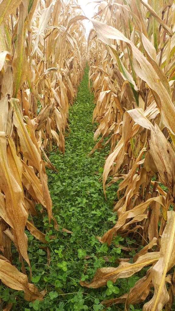 I know its not a perfect system yet. I know there are still things to figure out but boy like how that looks 👍