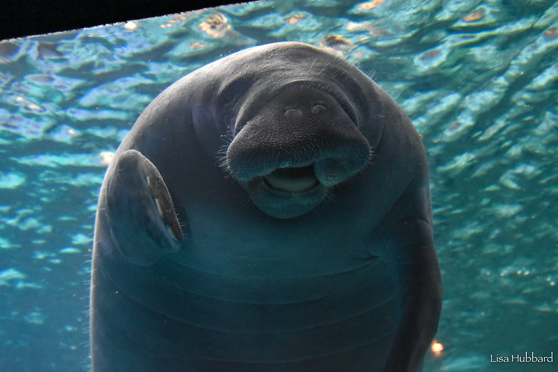 Hi Alby! 👋 It's not well known that manatees actually have fine hair along their bodies. These tiny hairs are tactile hairs known as vibrissae. The vibrissae provide manatees with a sixth sense that helps them sense in the shallow, murky waters where they live.