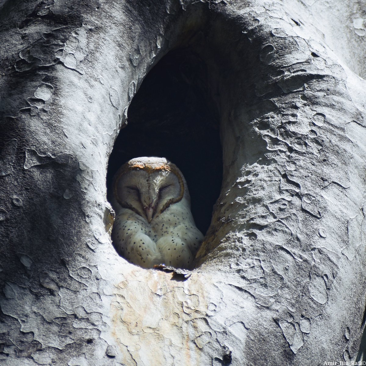 Barn Owl: The Enigmatic Bird, a visual rarity!🦉 Our contributor Amir Rafi talks about his experience where a Barn Owl caught his heart while exploring the corners of Kashmir. Read the article in our latest Magazine Issue: bit.ly/39vChSs