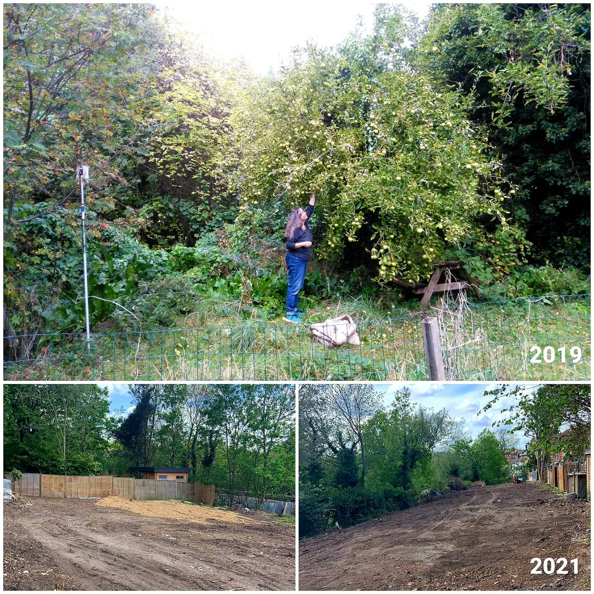 AucklandHill's tweet photo. It's apple harvest time! Hello to our friends @OpenOrchardProj who used to harvest from apple trees on the land on Auckland Hill. They have fewer trees now thanks to https://t.co/OmW1ala1Mo and Hily Ltd. Another loss resulting from the destruction of this former urban oasis. https://t.co/Q998Djcf4H