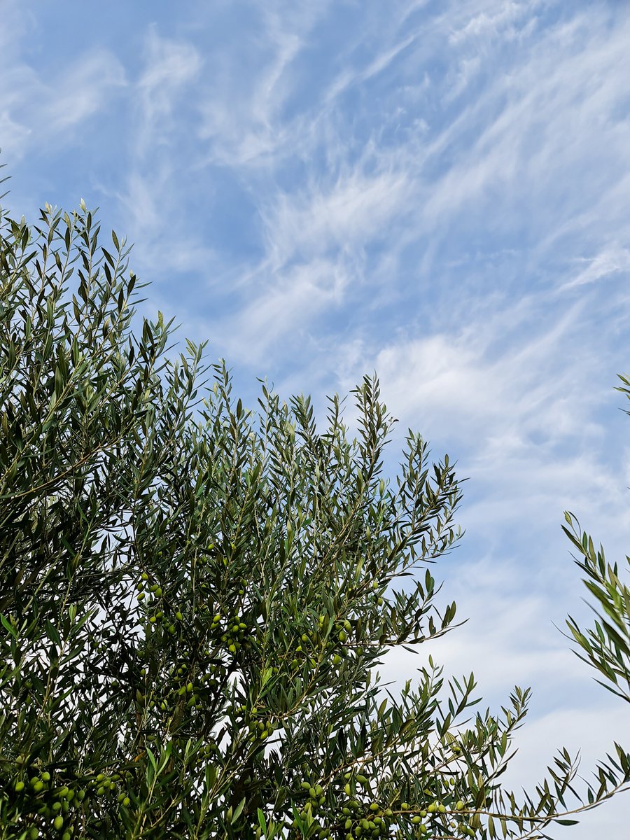 It is that time of the year! #OliveOil #Tunisia #EVOO #Newseason #NewHarvest #2500YearsofTradition