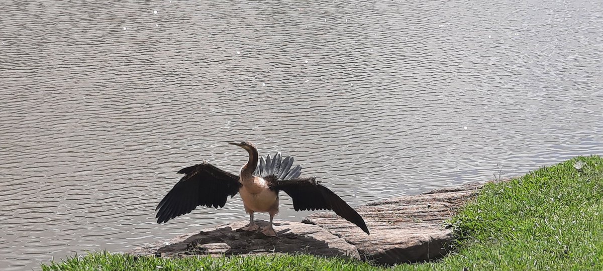 aprabhu90's tweet photo. Sundays are for birds #uq #uqlakes https://t.co/Vo7VdlrrY6