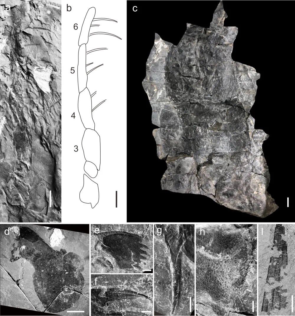 iChongqing_CIMC's tweet photo. According to @ScienceBulletin Terropterus xiushanensis gen. et sp. nov, a top predator species in 4.3 billion years ago, was found in #Xiushan, #Chongqing. #archaeology #fossil #China #Germany #science https://t.co/uQJFkPGV7X
