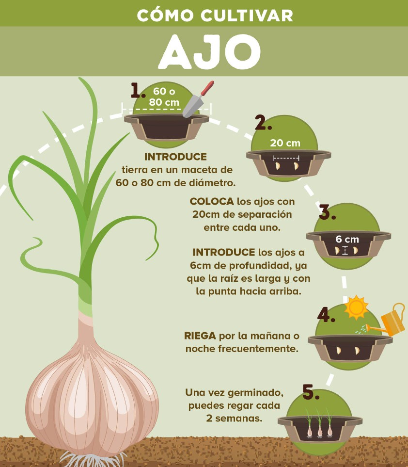 Como cultivar Ajos en una maceta